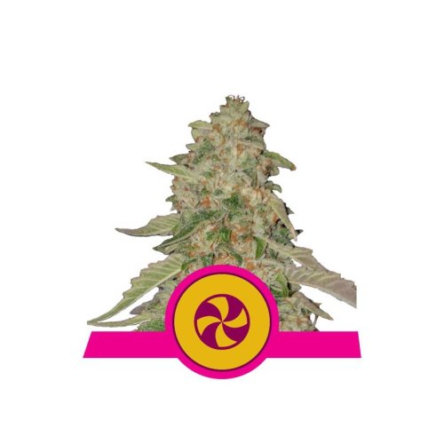sweet zkittlez