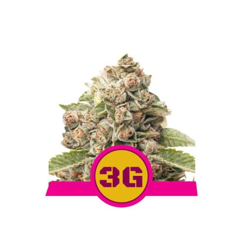 triple g