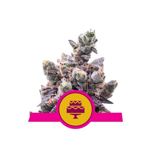wedding gelato