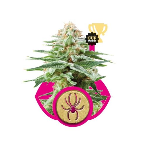 white widow
