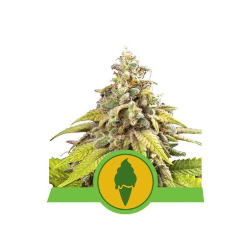 green gelato automatic