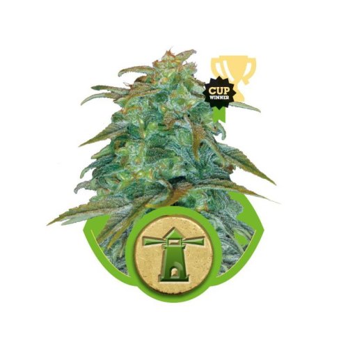 royal haze automatic