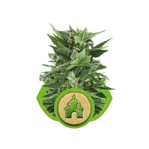 royal kush automatic