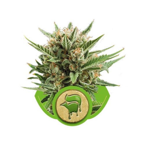 sweet skunk automatic