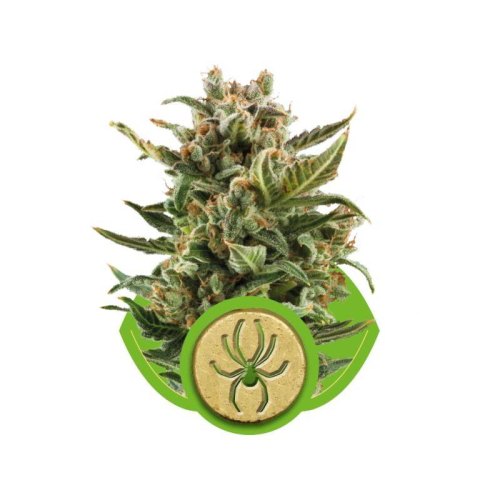 white widow automatic