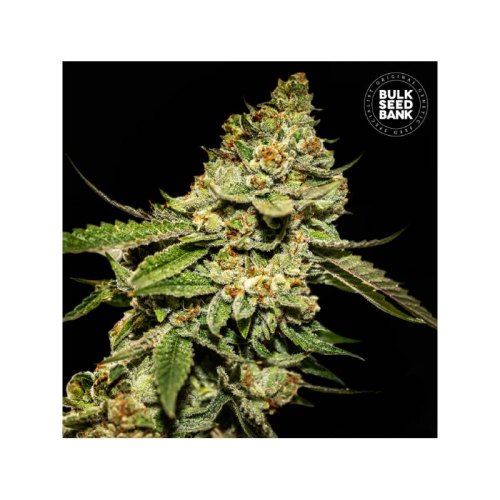 bruce banner bsb