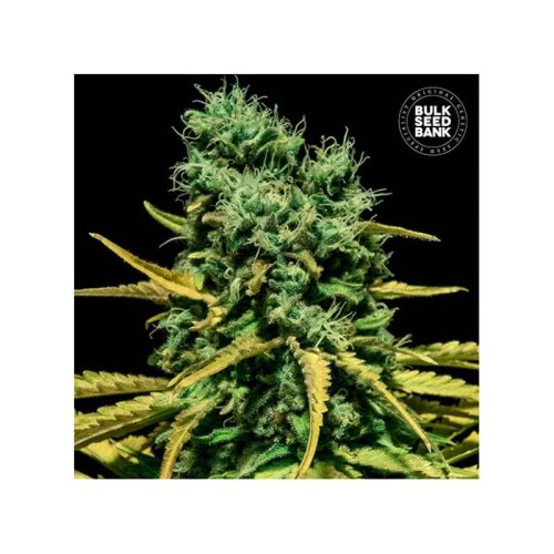 auto hell bells og bulk seed bank
