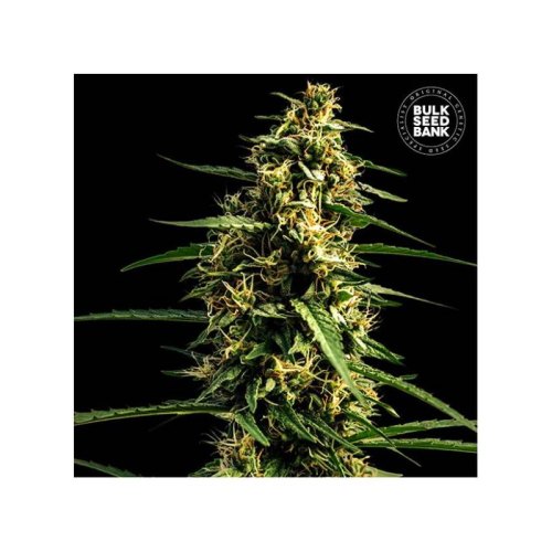 auto mandalime juice bulk seed bank