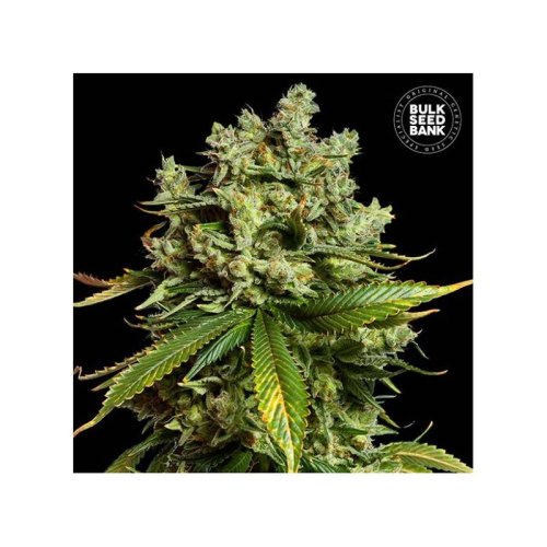auto mimosa famosa bulk seed bank