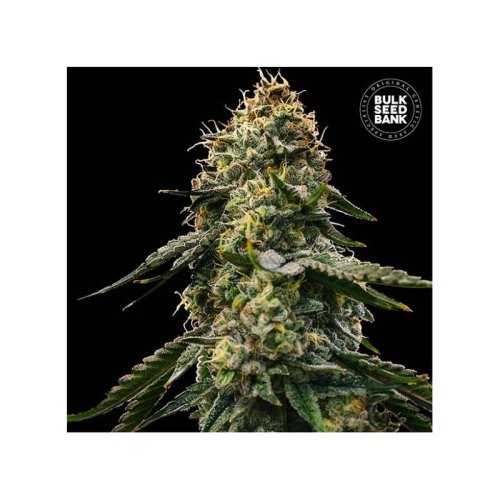 auto runtz gluntz bulk seed bank
