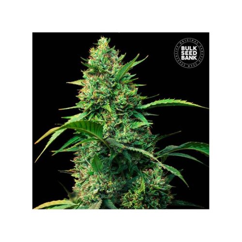 auto strawberry ferry bulk seed bank