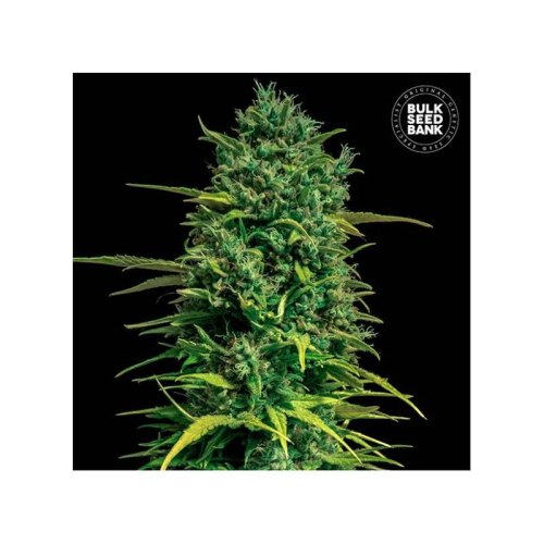 auto tropical coconut bulk seed bank