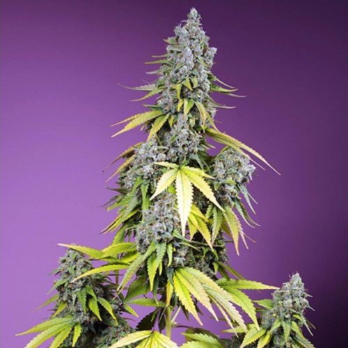 jet fuel mandarine xl auto