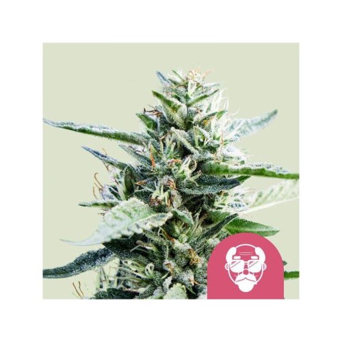 granddaddy purple(1)