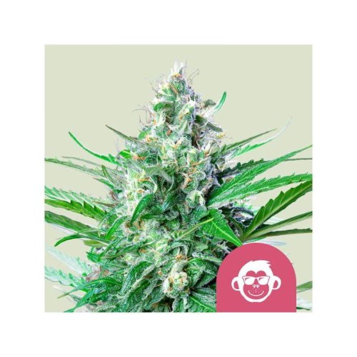grape ape(1)