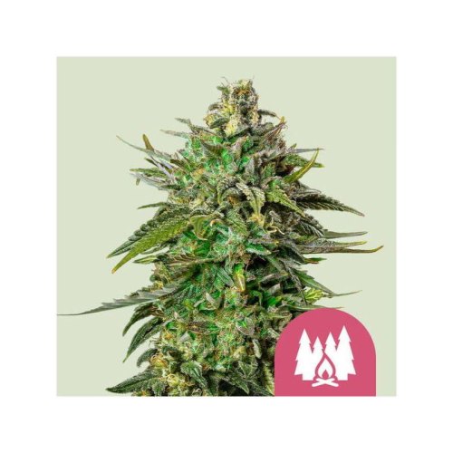 larry og(1)