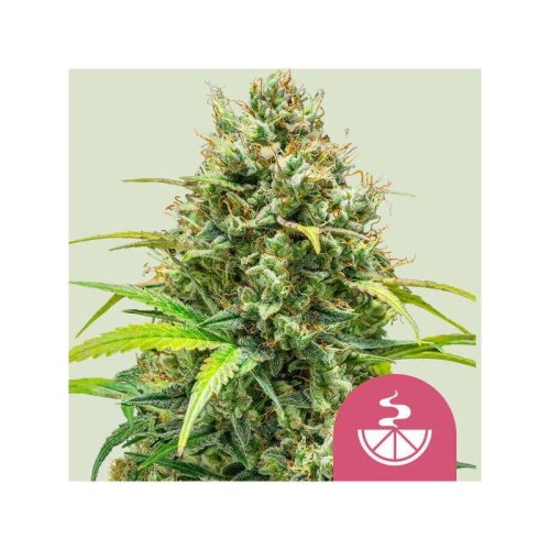 lemon skunk(1)
