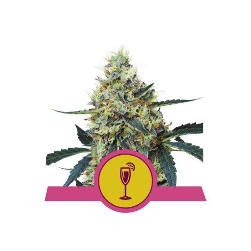 mimosa rqs(1)