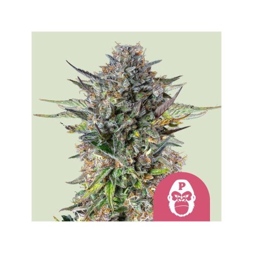 pink gorilla(1)