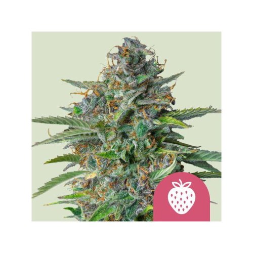 strawberry cough(1)