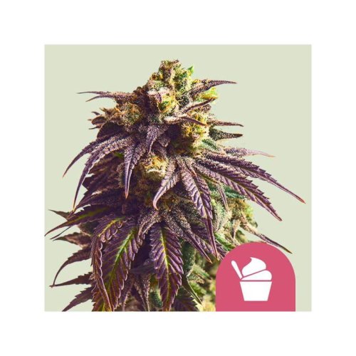 sundae driver(1)