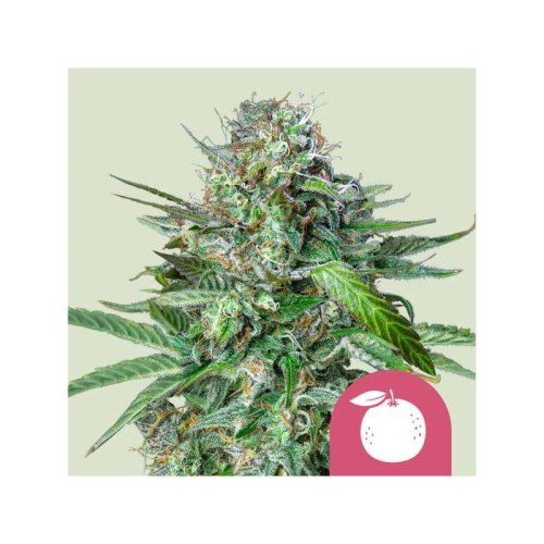 tangie(1)