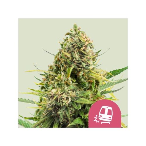 trainwreck(1)