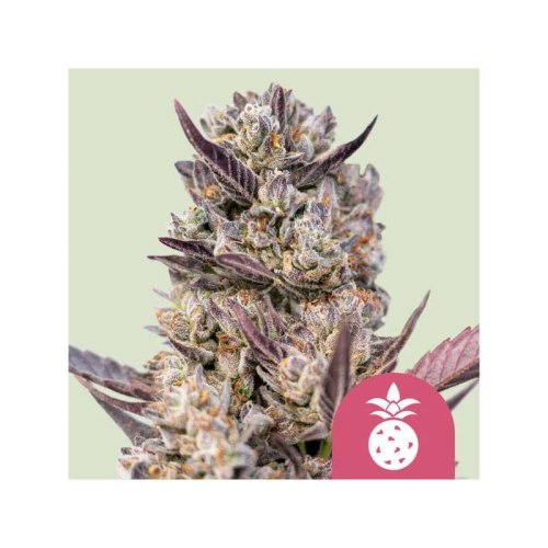 tropicana cookies purple(1)