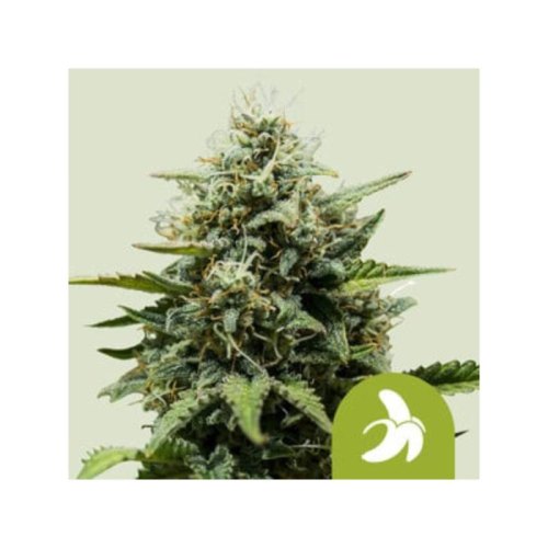 fat banana automatic(1)
