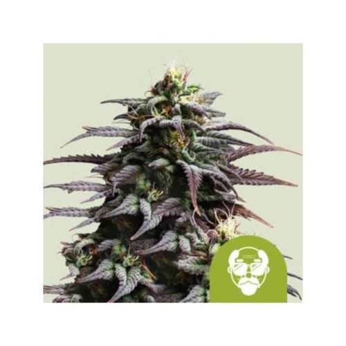granddaddy purple automatic(1)