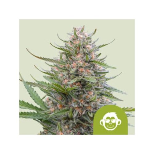 grape ape automatic(1)