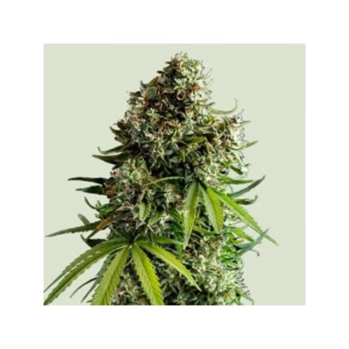 nyc sour d automatic tyson(1)