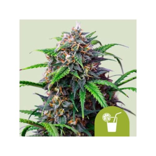 purple lemonade automatic(1)