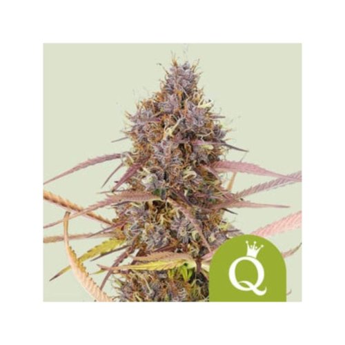 purple queen automatic(1)