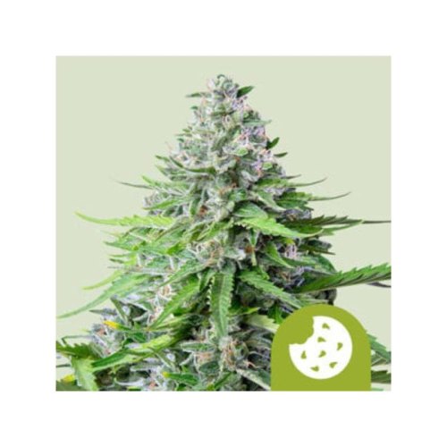 royal cookies automatic(1)