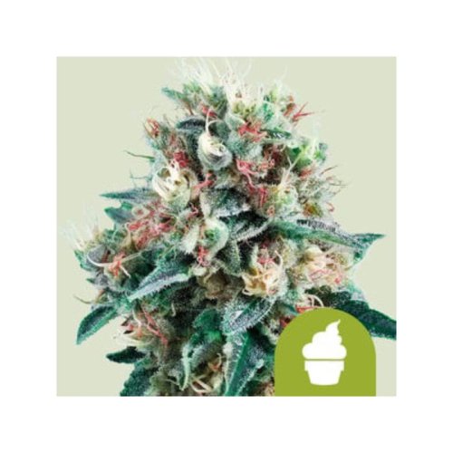 royal creamatic(1)