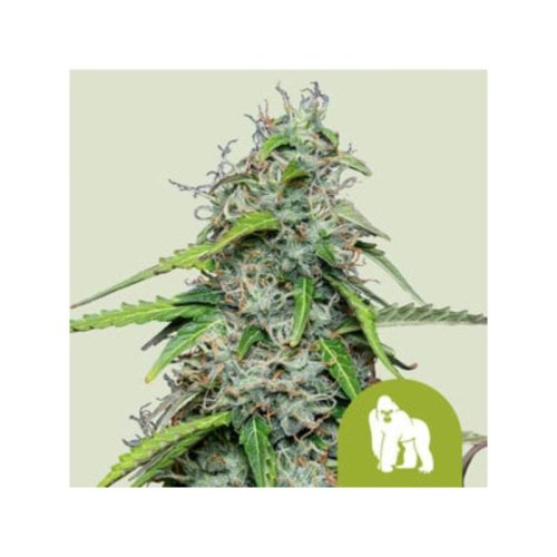royal gorilla automatic(1)