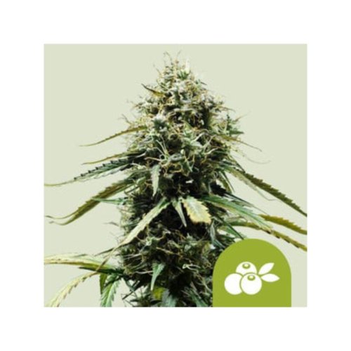 haze barry automatic