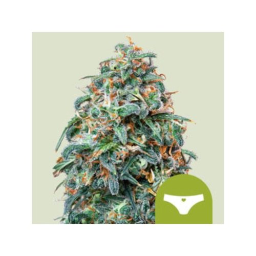sherbet queen automatic(1)