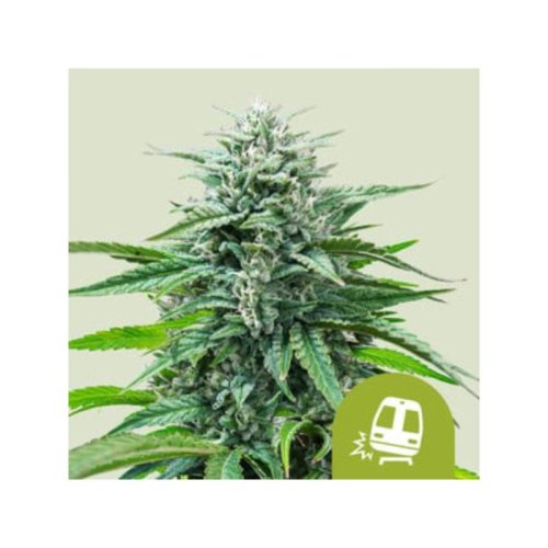 trainwreck automatic(1)