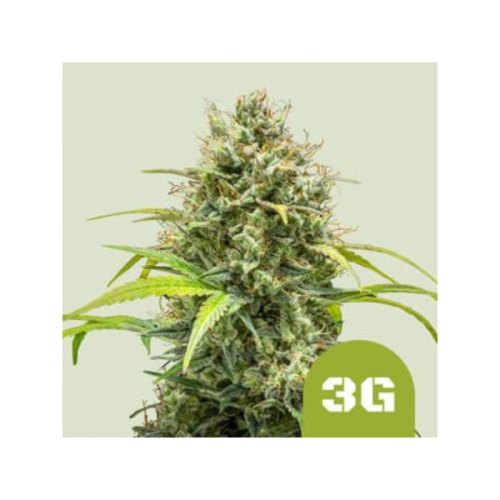 triple g automatic(1)