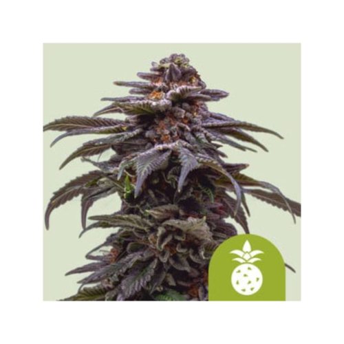 Tropicana Cookies Purple Auto