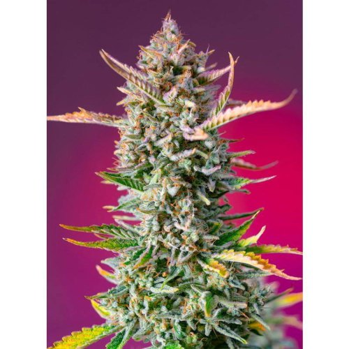 gorilla sherbet f1 fast version 1(1)