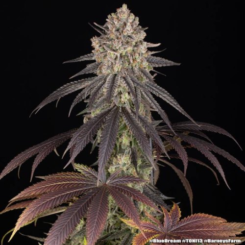 blue dream BF
