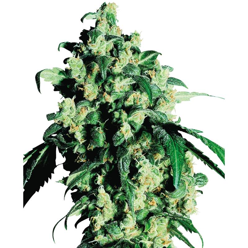 super skunk feminized seeds