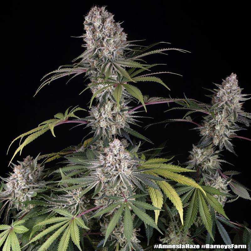 amnesia haze barneys farm