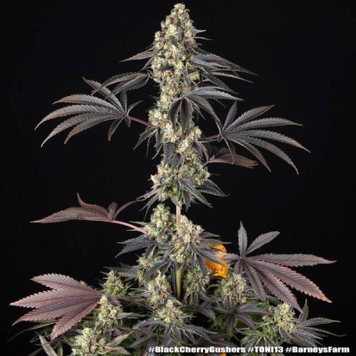 black cherry gushers barneys farm