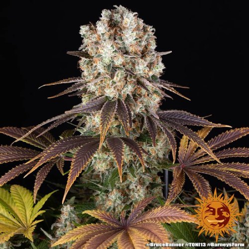 bruce banner barneys farm