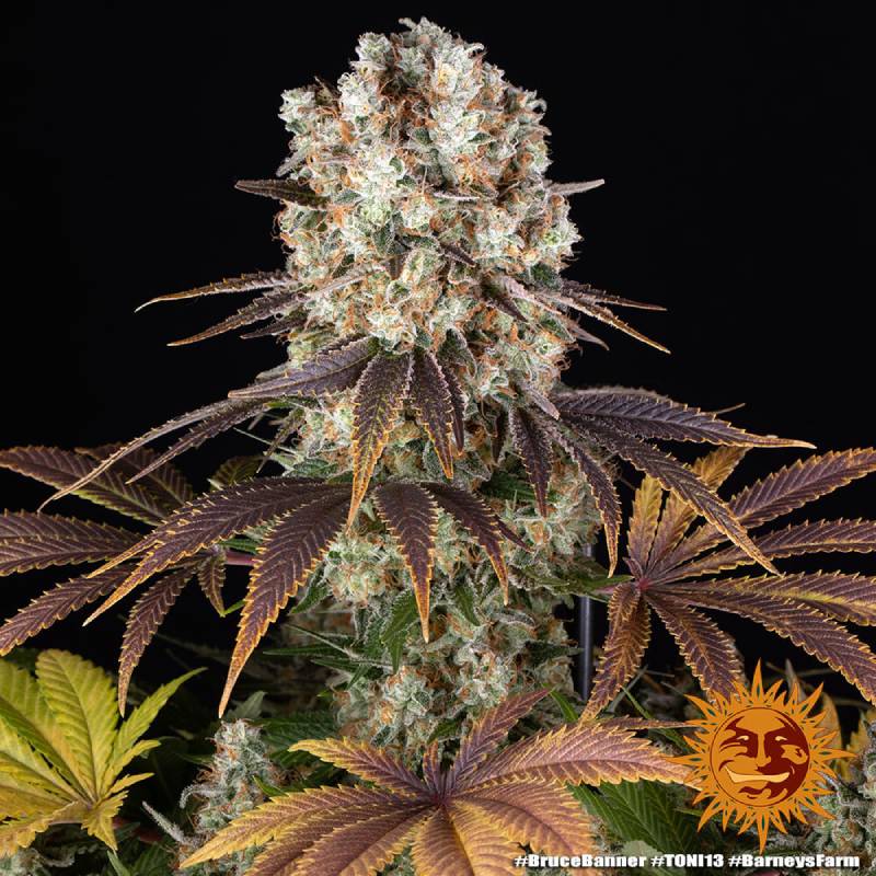 bruce banner barneys farm