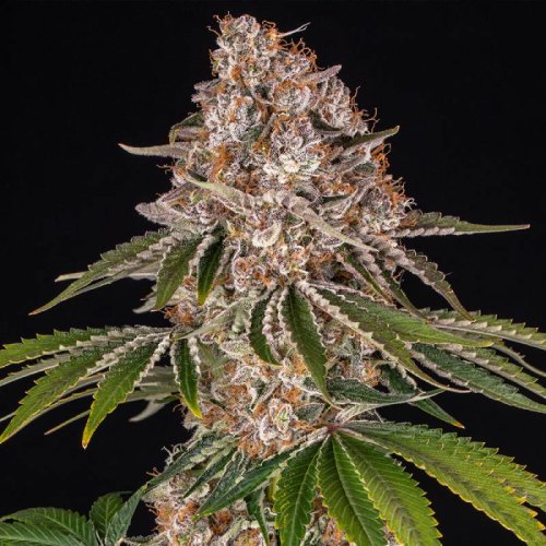 cookie casket barneys farm(